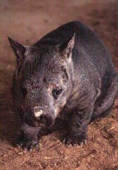 Hairy-nosed wombat